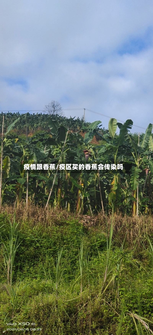 疫情跟香蕉/疫区买的香蕉会传染吗-第2张图片