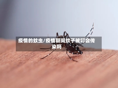 疫情的蚊虫/疫情期间蚊子被叮会传染吗
