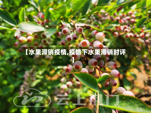 【水果滞销疫情,疫情下水果滞销时评】